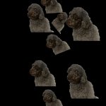 Crunchwrap Supremacy