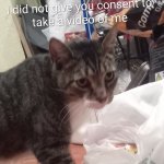 Cat doesn't give consent