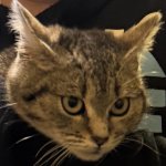 Existential Crisis Cat