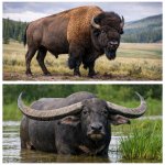 Two pictures, one of an american bison on the top another one of