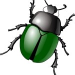 Beetle png