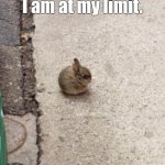 bun | I am at my limit. | image tagged in round bun | made w/ Imgflip meme maker