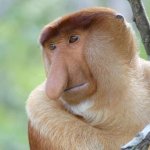 Proboscis Monkey