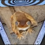 Hypnotized frog
