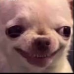 chihuahua grin