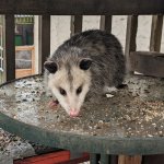 Awesome Possum meme