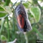 Cocoon Emerge GIF Template