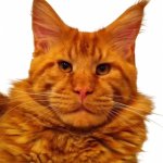 Angry Maine Coon Cat