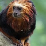 Lion Monkey