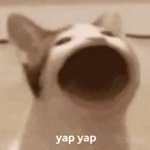 YAPPING CAT GIF Template