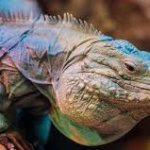 supicious iguana