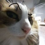 Cat Raised Eyebrow