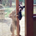bear door