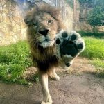 lion paw