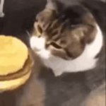 cheeseburger cat GIF Template