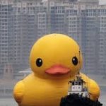 giant rubber duck chase