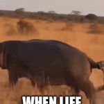 “BACK BLAST AREA CLEAR” | WHEN LIFE KEEPS THROWING THINGS AT YOU | image tagged in gifs,gif,african safari,hippo,shit | made w/ Imgflip video-to-gif maker