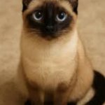 Cute Siamese cat