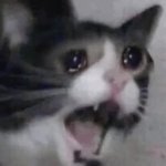 Shaking Crying Cat GIF Template