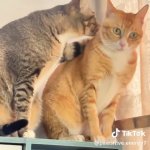 Chismis sa Parlor GIF Template