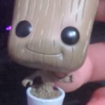 Pop groot