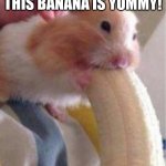 Random template #5 | THIS BANANA IS YUMMY! | image tagged in hamster banana meme | made w/ Imgflip meme maker
