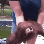 ANgry Dog GIF Template