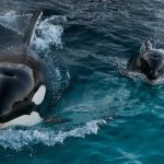 Orcas (coming right at you)