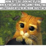 Please lete have some ??? | HOW PETS BE LOOKING AT YOU WHEN YOU ARE EATING SOMETHING THAT WILL ERADICATE THEM FROM EXISTENCE | image tagged in memes,shrek cat | made w/ Imgflip meme maker