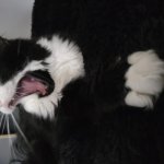 Cat yelling