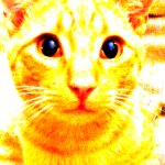 Glow-Barry Says template