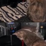 Water Button Cat template