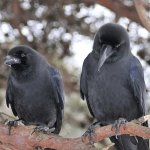 Attempted Murder meme