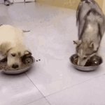 hungry dog GIF Template