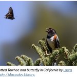 Is This A Pigeon IRL