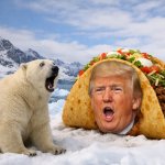 Greenland polar bear Trump TACO always chickens out