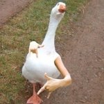 Gangster goose