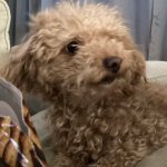 Dog looking at treat