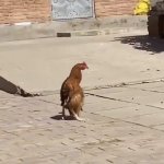 High chicken