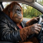 Driving orangutan