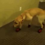dog in shoes meme