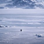 lone penguin