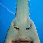 sawfish
