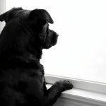 dog looking out a window