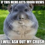PLZ DOWNVOTE TS | IF THIS MEME GETS 10000 VIEWS; I WILL ASK OUT MY CRUSH | image tagged in grey chinchilla meme,memes,crush,girl,why are you reading the tags | made w/ Imgflip meme maker