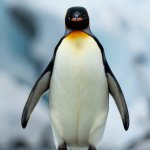 Penguin generated by Grok