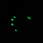 The girl on a selth mission