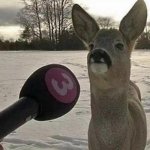 Deer interview