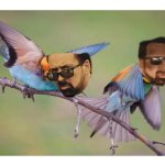 Nic Cage Birds