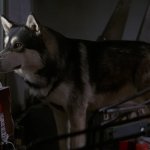 The Thing Husky template